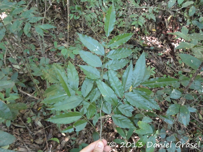 Dahlstedtia pinnata