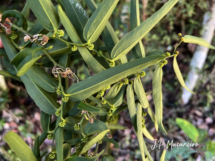 Smilax cognata