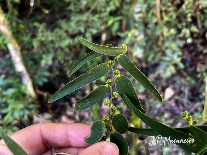 Smilax cognata