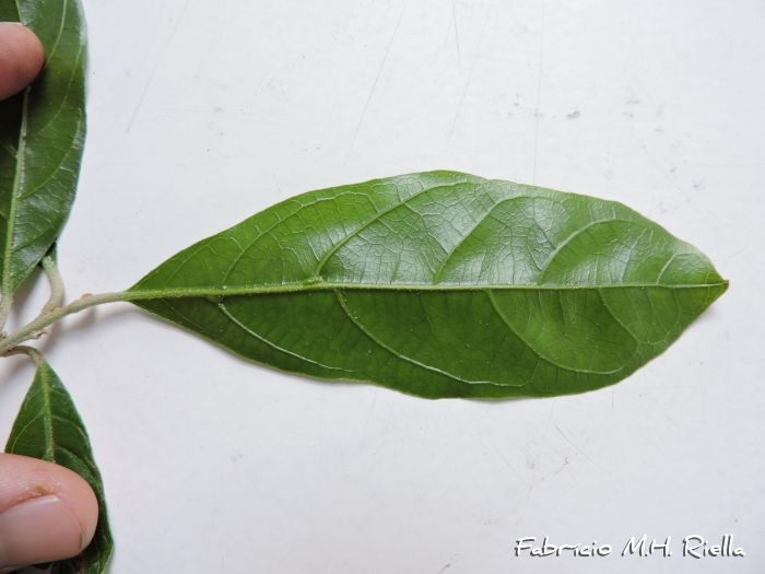 Styrax glabratus