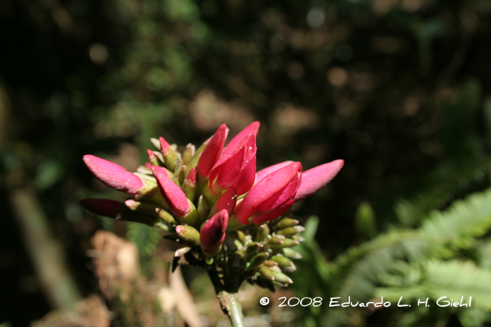 Dahlstedtia pinnata