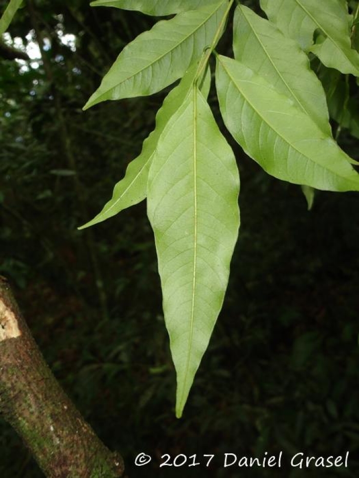 Dahlstedtia pinnata