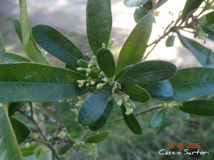 Daphnopsis pseudosalix