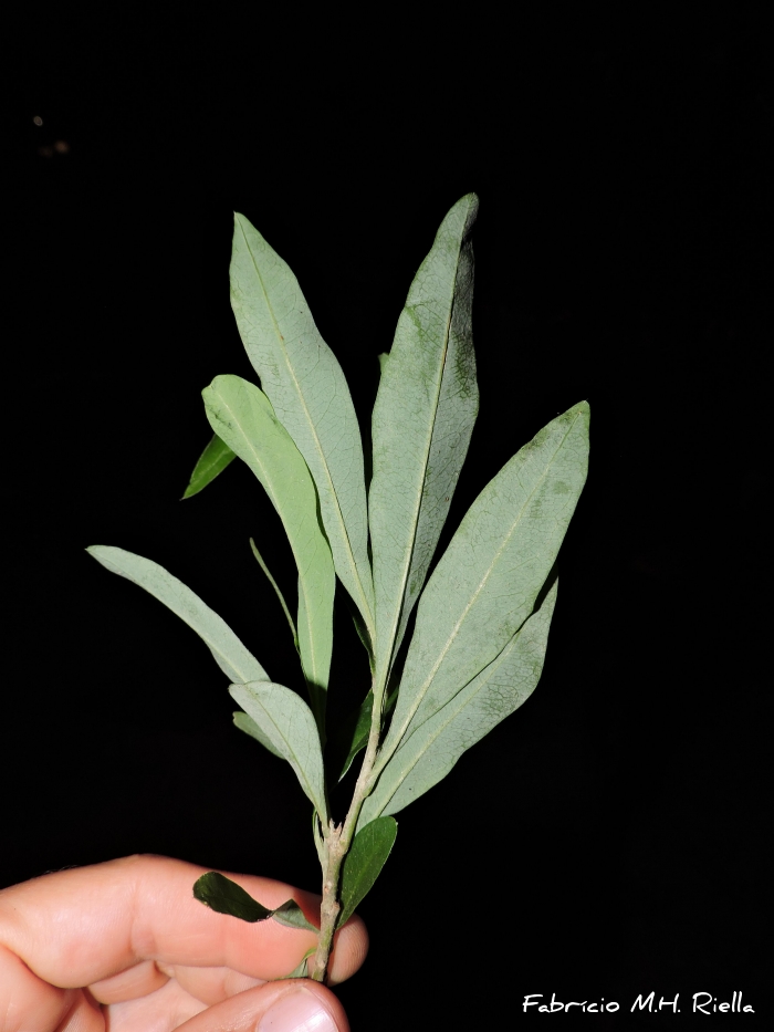 Daphnopsis pseudosalix