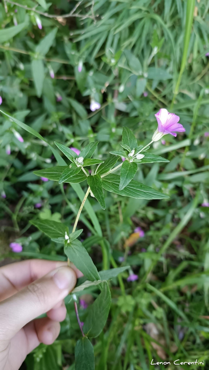 Viviania albiflora