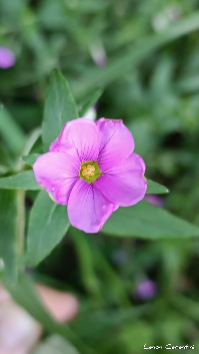 Viviania albiflora