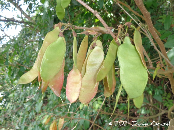 Dahlstedtia pinnata