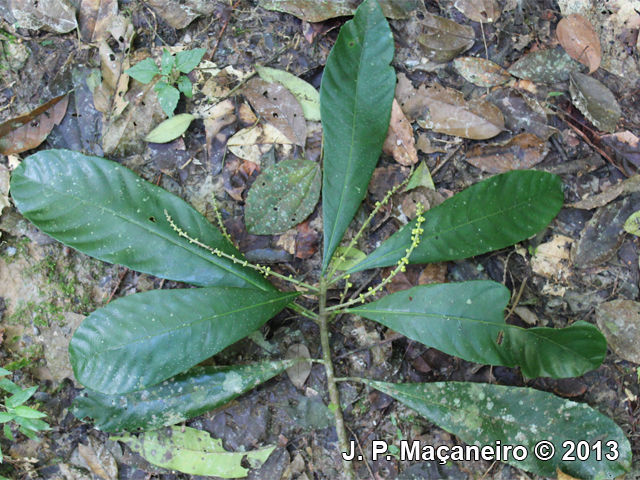 Pausandra morisiana