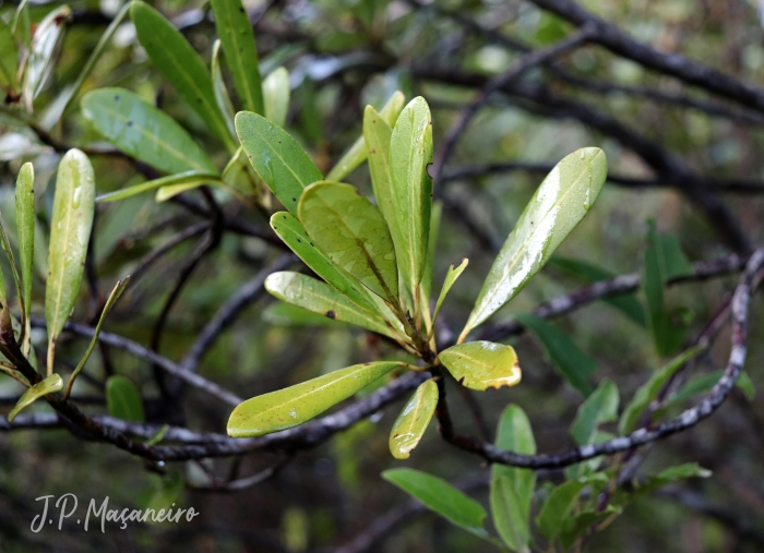 Drimys brasiliensis