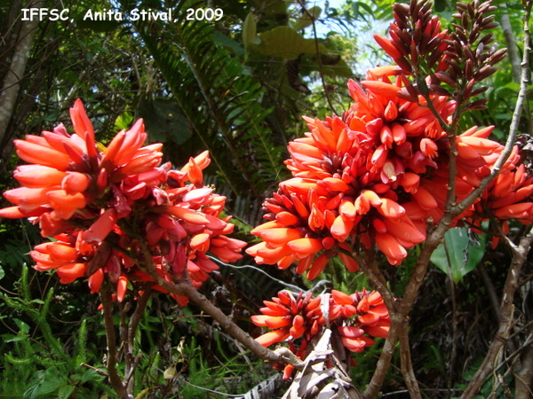 Dahlstedtia pinnata