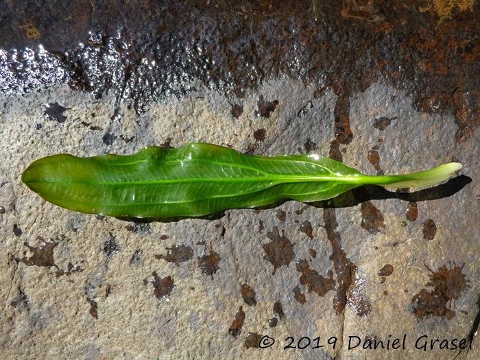 Echinodorus uruguayensis