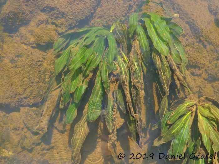 Echinodorus uruguayensis