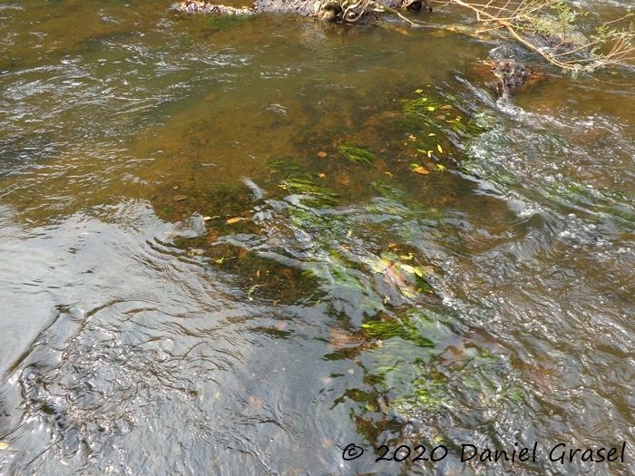 Echinodorus uruguayensis