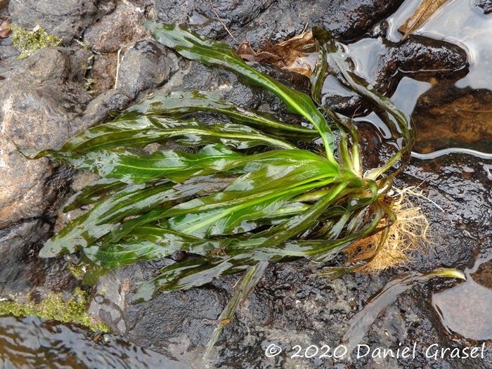 Echinodorus uruguayensis