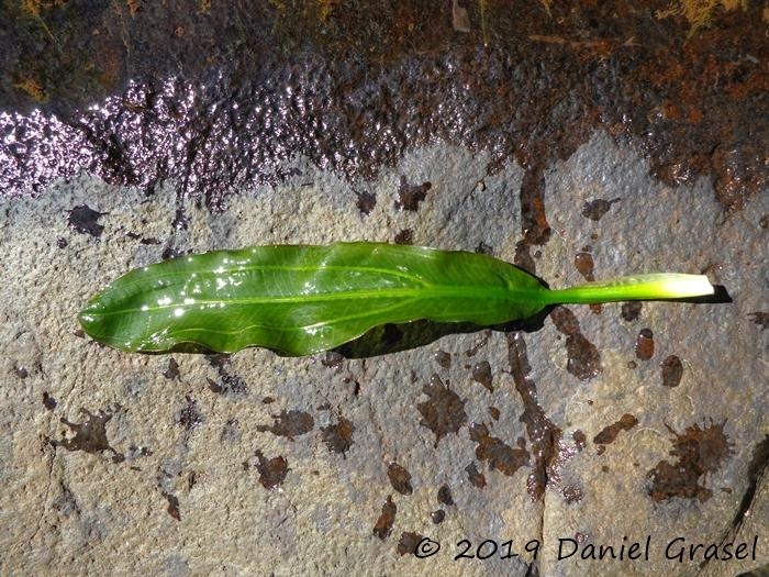 Echinodorus uruguayensis