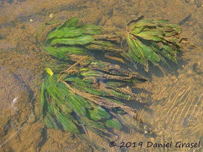 Echinodorus uruguayensis