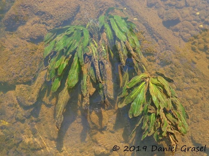 Echinodorus uruguayensis