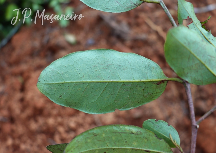 Pera glabrata