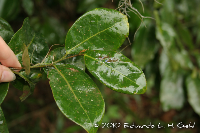 Pera glabrata