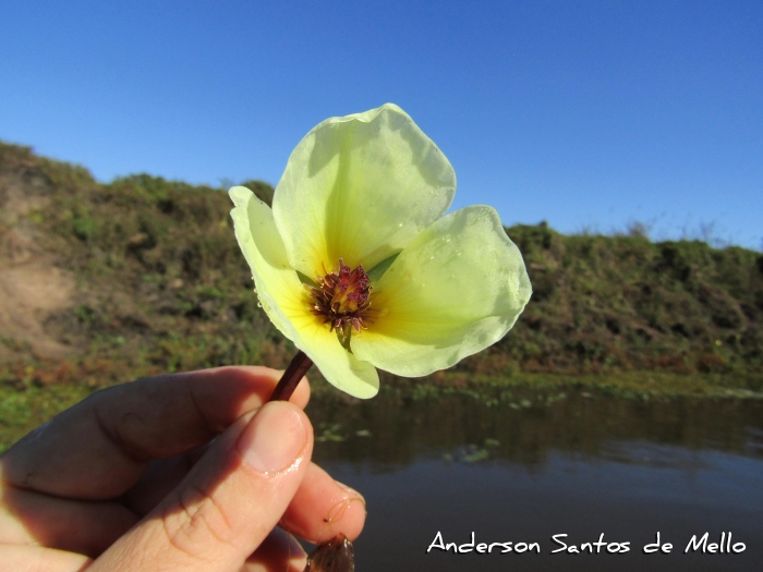 Hydrocleys nymphoides