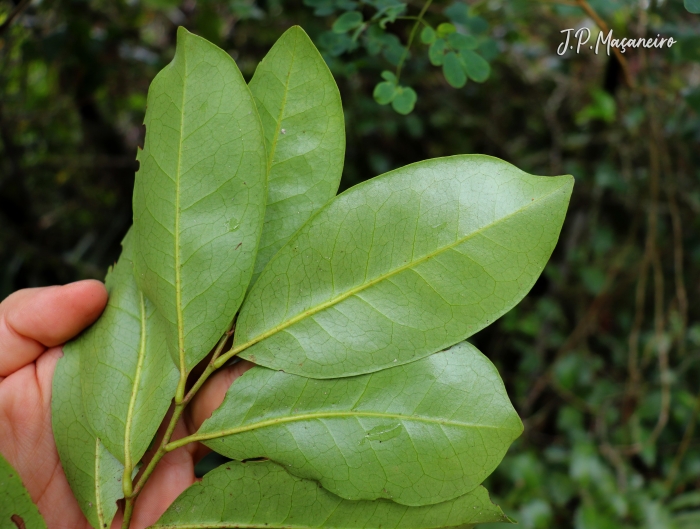 Pera glabrata