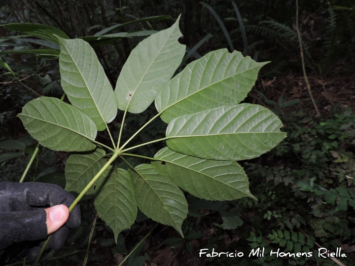 Didymopanax calvus