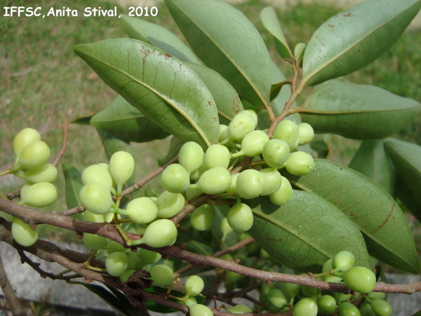 Pera glabrata