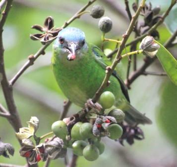 Pera glabrata