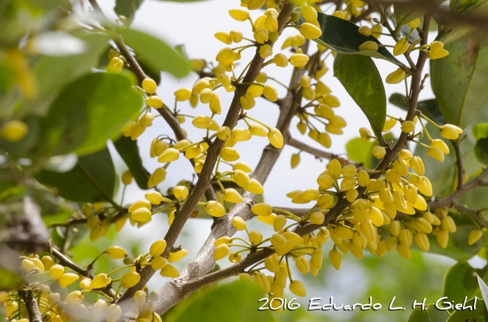 Pera glabrata