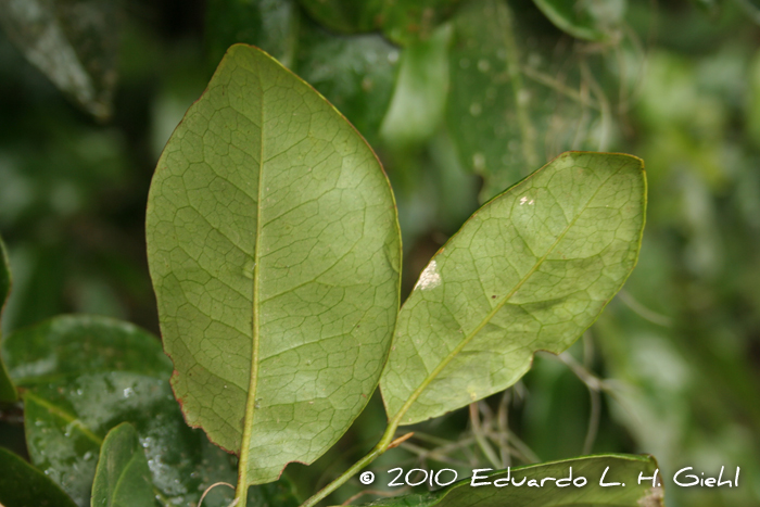 Pera glabrata