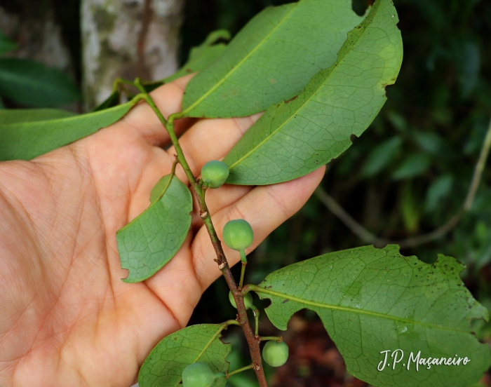 Pera glabrata