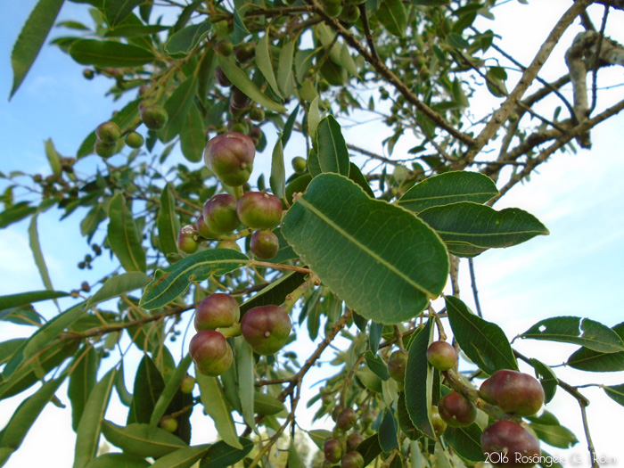 Sapium glandulatum