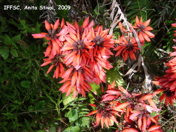 Dahlstedtia pinnata