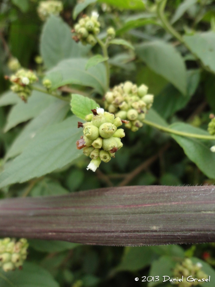 Varronia polycephala