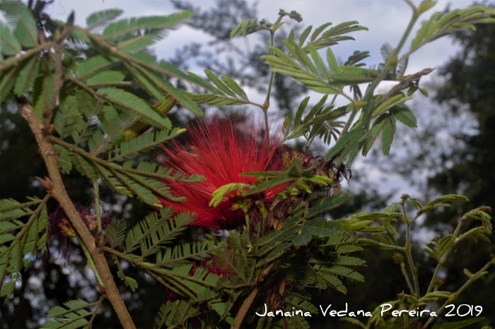 Calliandra tweedii