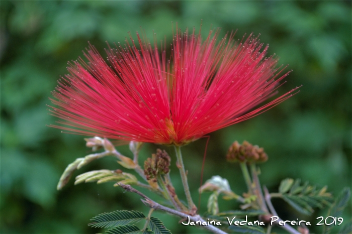 Calliandra tweedii