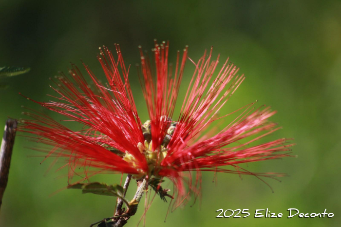 Calliandra tweedii