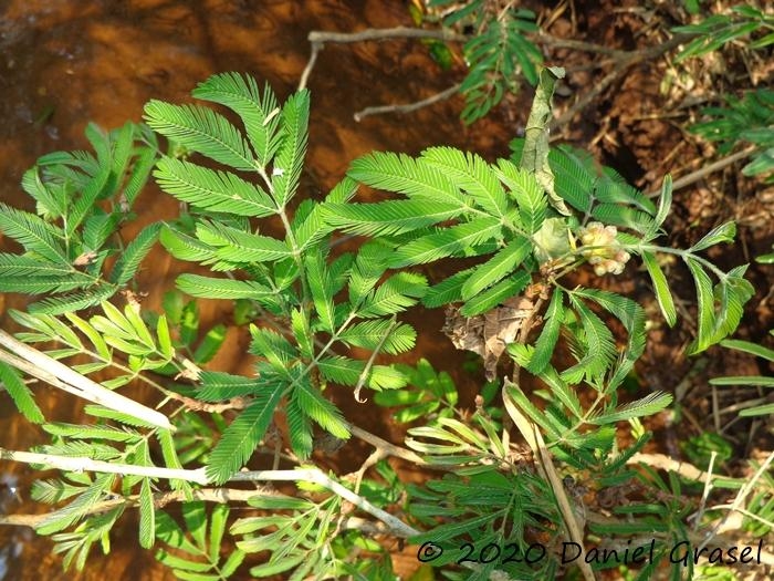 Calliandra tweedii