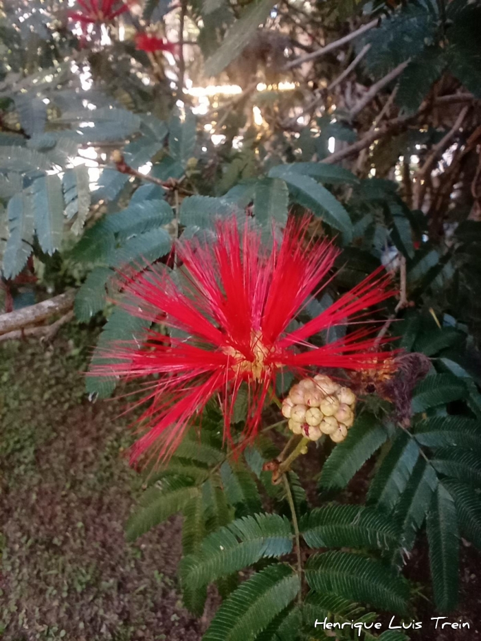 Calliandra tweedii