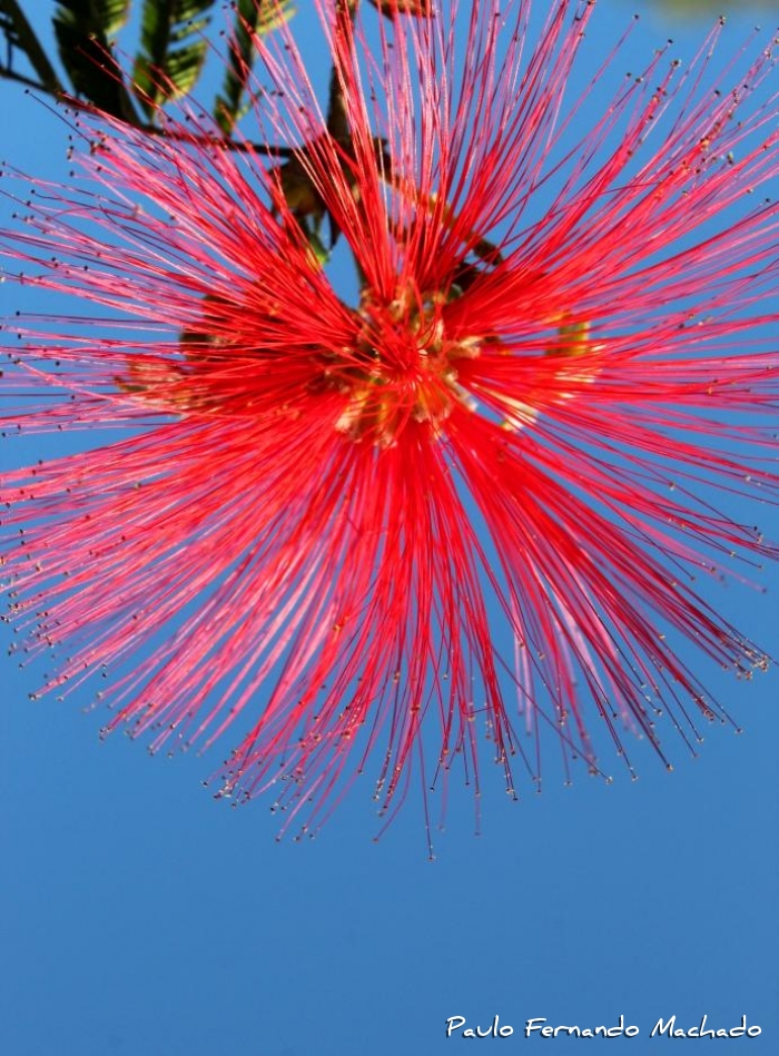 Calliandra tweedii