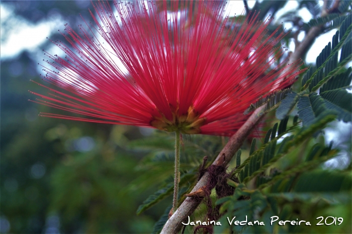 Calliandra tweedii