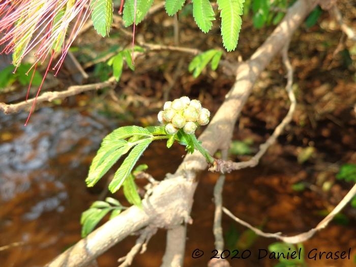 Calliandra tweedii