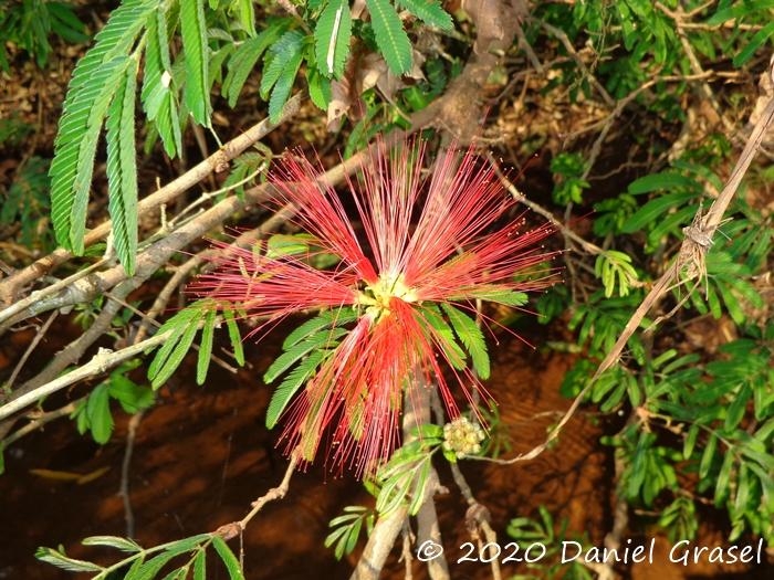 Calliandra tweedii