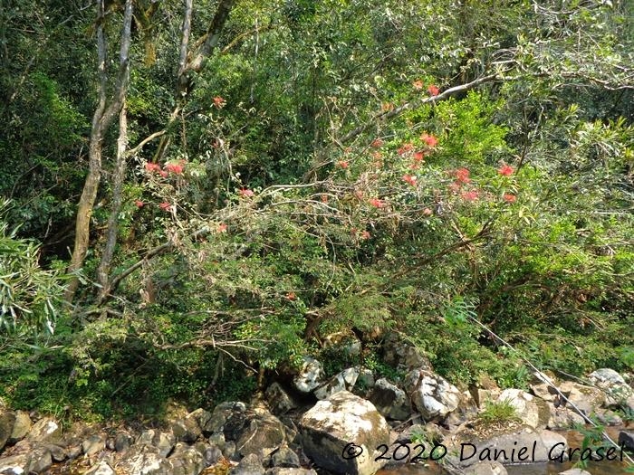 Calliandra tweedii