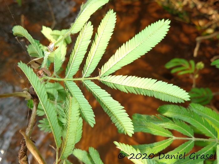 Calliandra tweedii