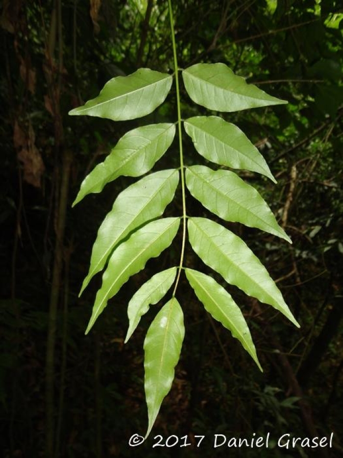 Dahlstedtia pinnata