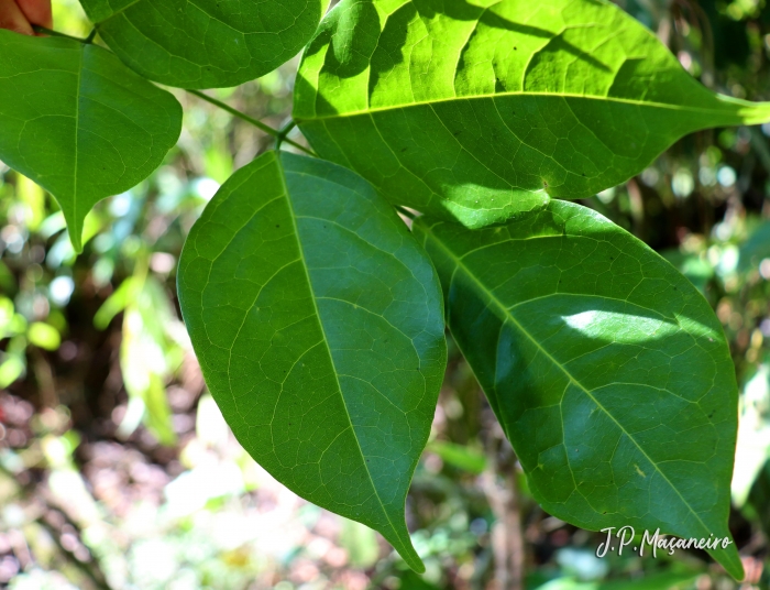 Dahlstedtia pinnata