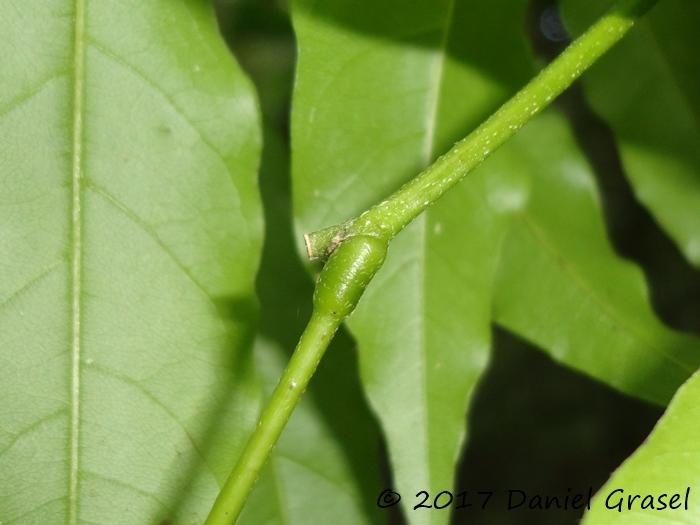 Dahlstedtia pinnata