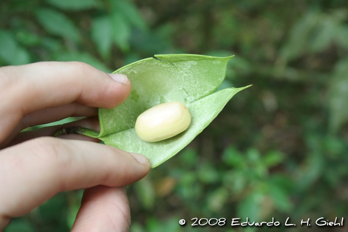 Dahlstedtia pinnata