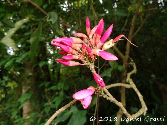 Dahlstedtia pinnata